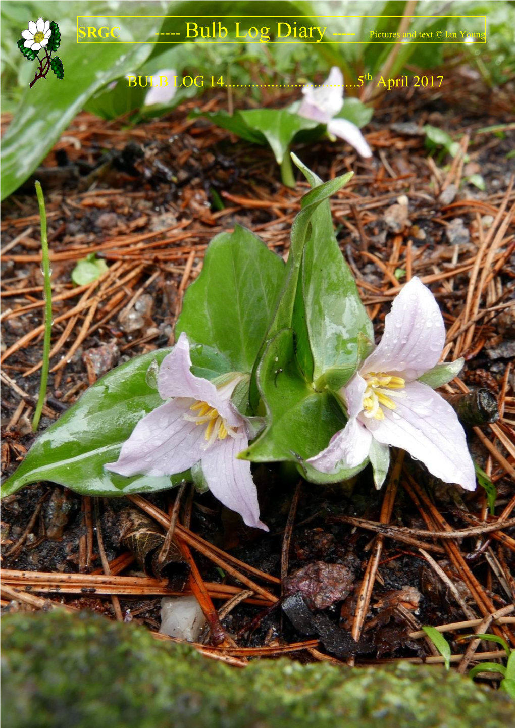 SRGC BULB LOG DIARY---Pictures and Text © Ian Young