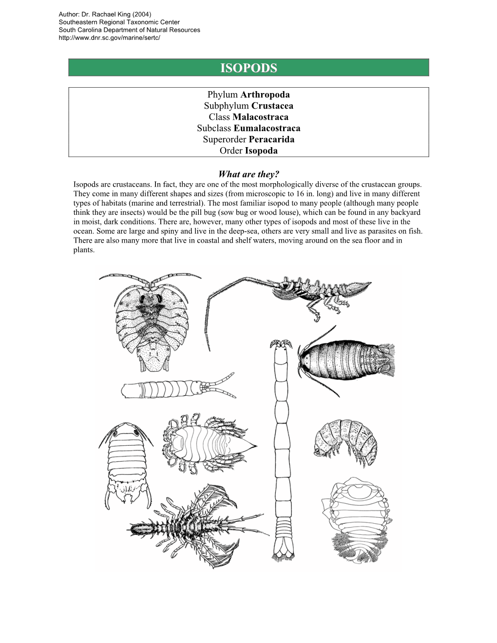 Isopod Crustaceans of the Caribbean