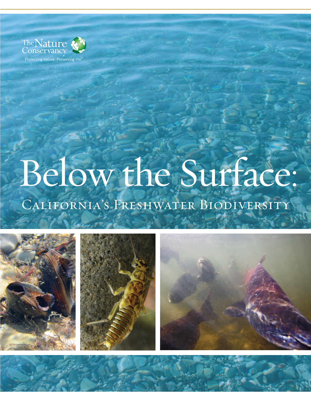 Below the Surface: California's Freshwater Biodiversity