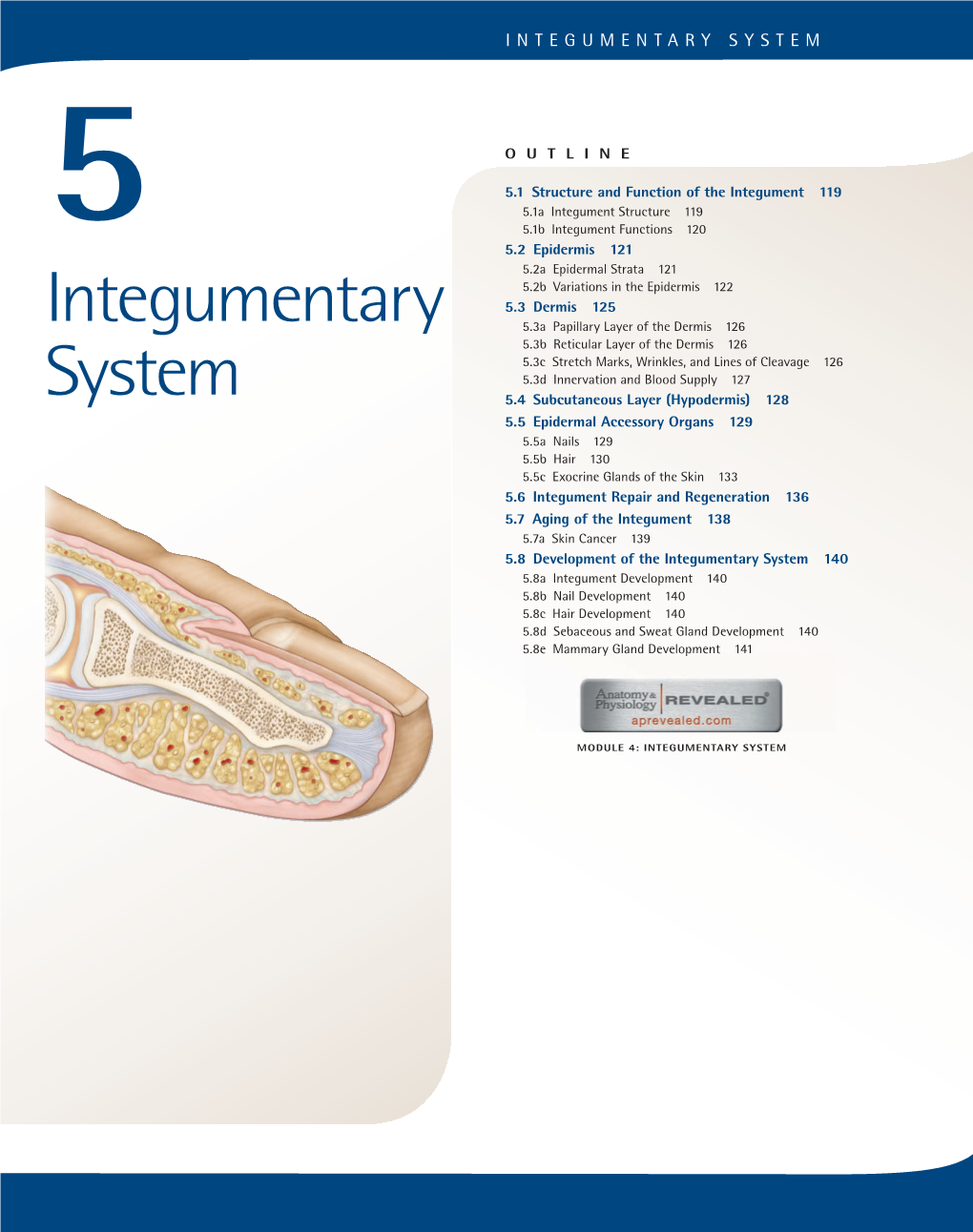 Integumentary System