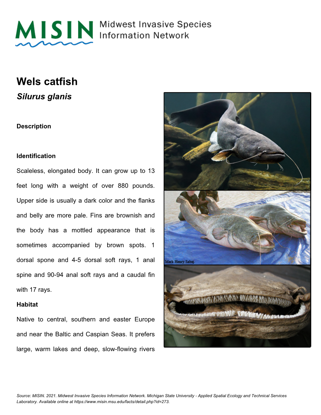 Wels Catfish Silurus Glanis
