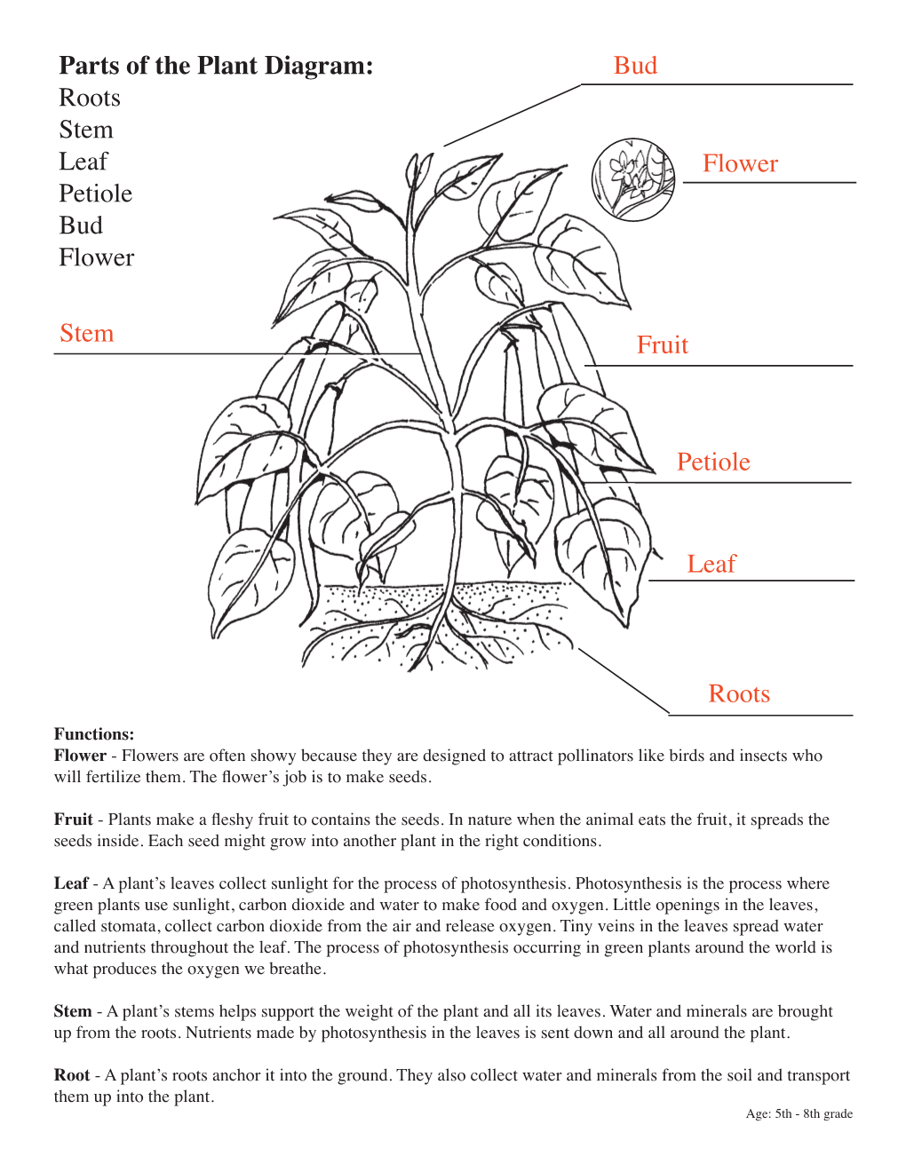 Parts of the Plant Diagram: Roots Stem Leaf Petiole Bud Flower