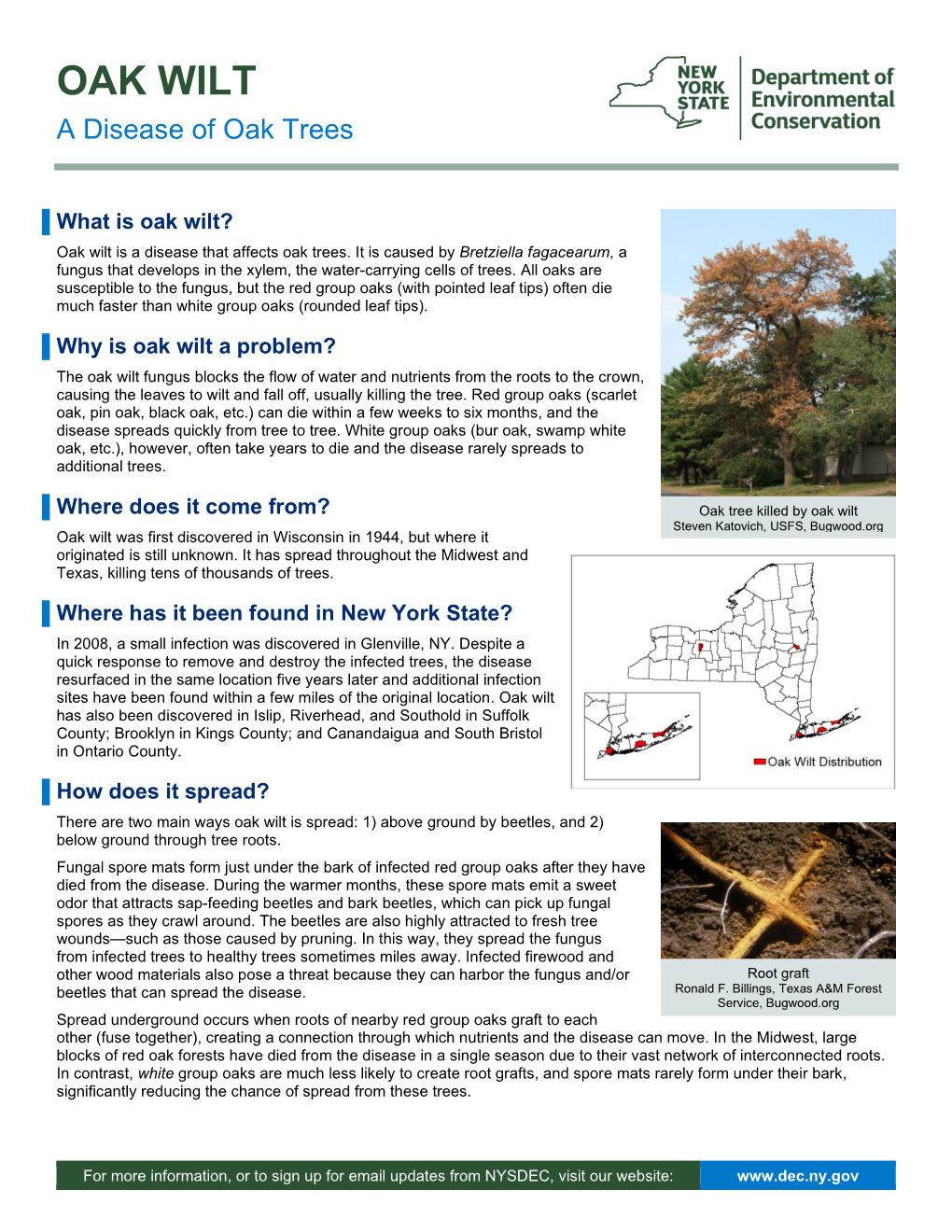 Oak Wilt: a Disease of Oak Trees