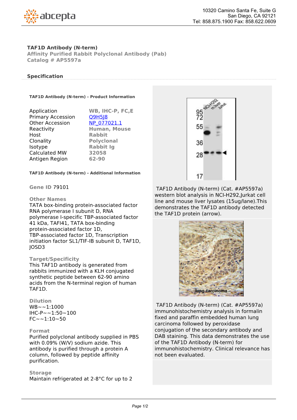 TAF1D Antibody (N-Term) Affinity Purified Rabbit Polyclonal Antibody (Pab) Catalog # Ap5597a