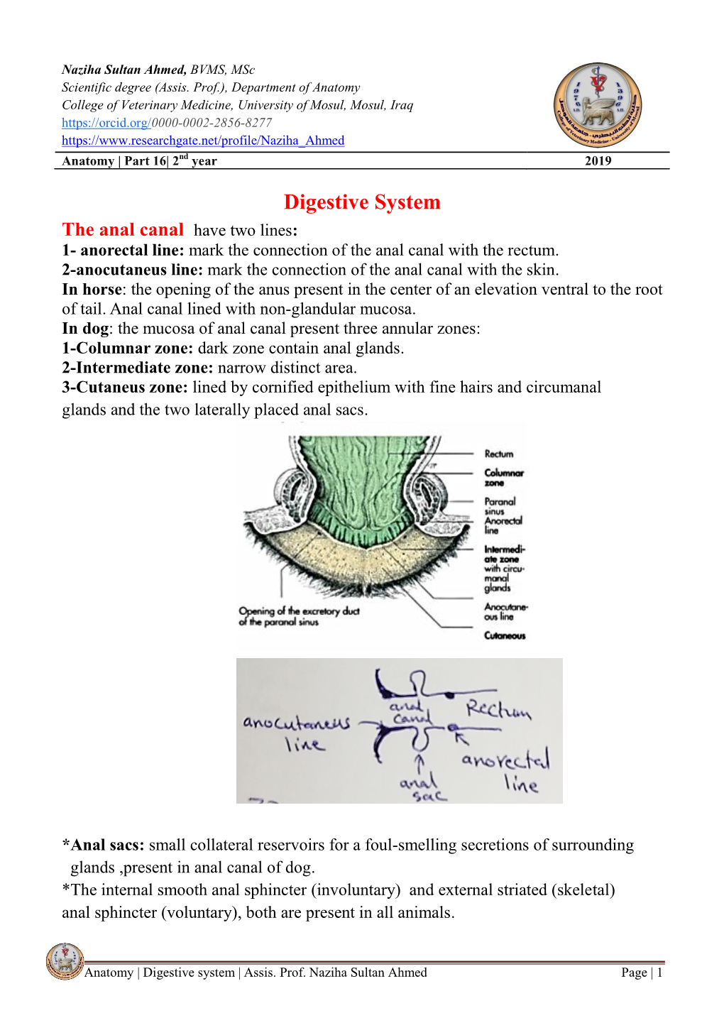 Digestive System the Anal Canal Have Two Lines: 1- Anorectal Line: Mark the Connection of the Anal Canal with the Rectum