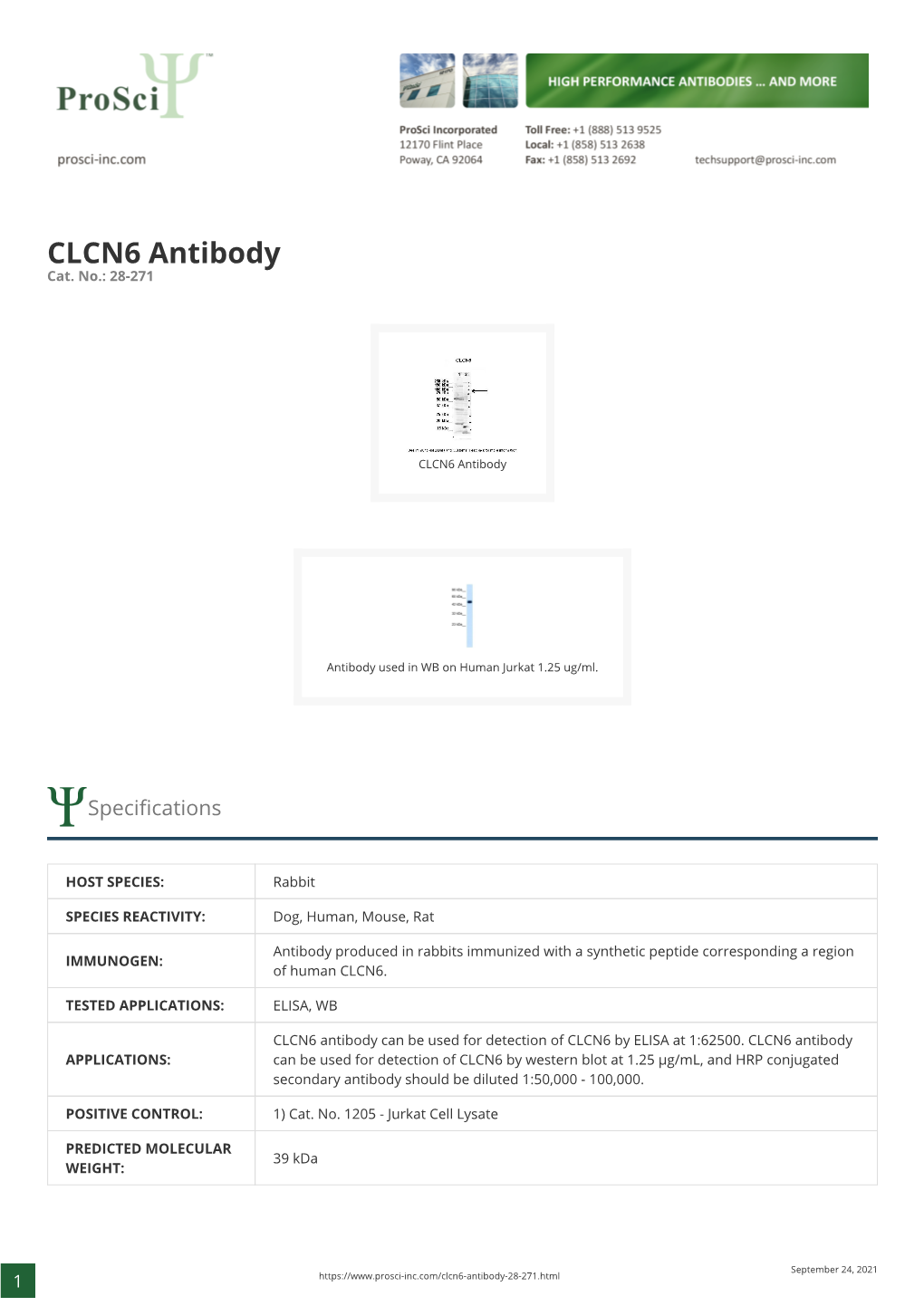 CLCN6 Antibody Cat