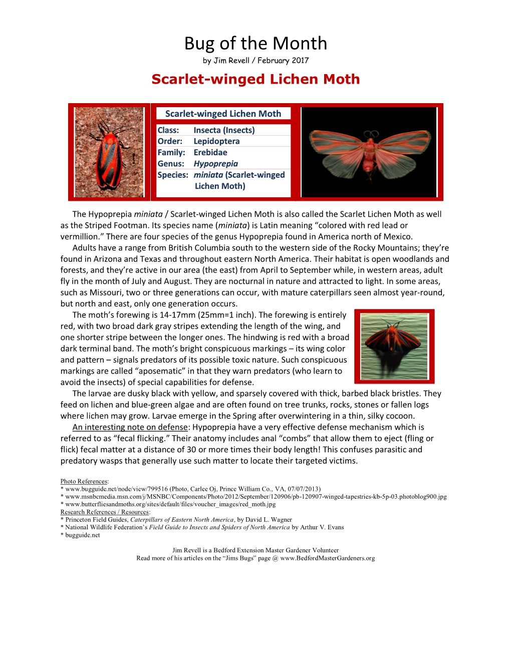 Scarlet-Winged Lichen Moth