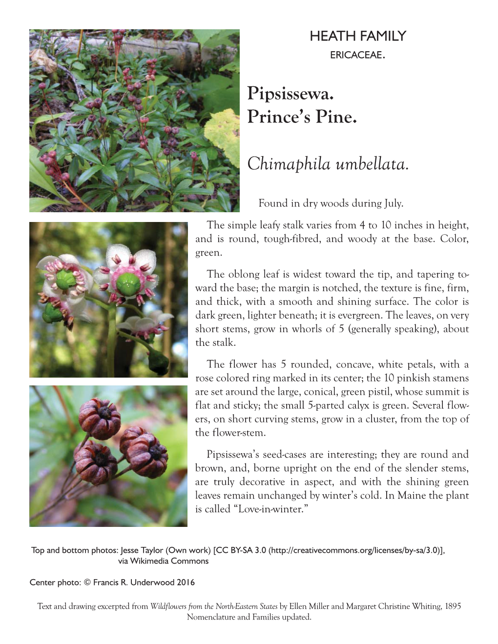 Chimaphila Umbellata