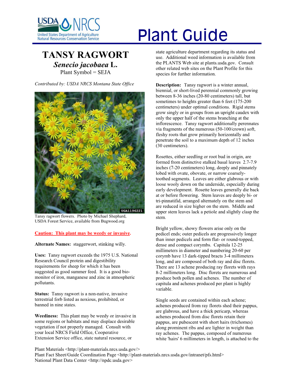 TANSY RAGWORT Use