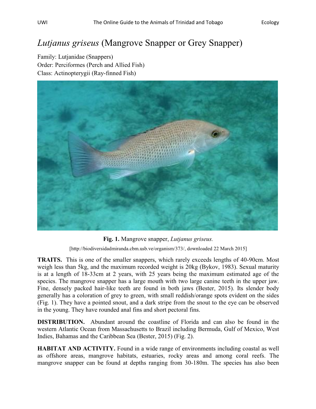 Lutjanus Griseus (Mangrove Snapper Or Grey Snapper) Family: Lutjanidae (Snappers) Order: Perciformes (Perch and Allied Fish) Class: Actinopterygii (Ray-Finned Fish)