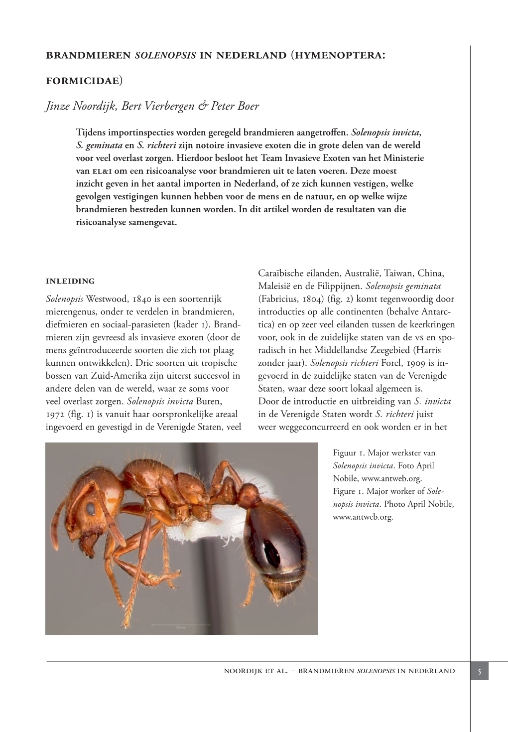 Brandmieren Solenopsis in Nederland (Hymenoptera: Formicidae) Jinze Noordijk, Bert Vierbergen & Peter Boer