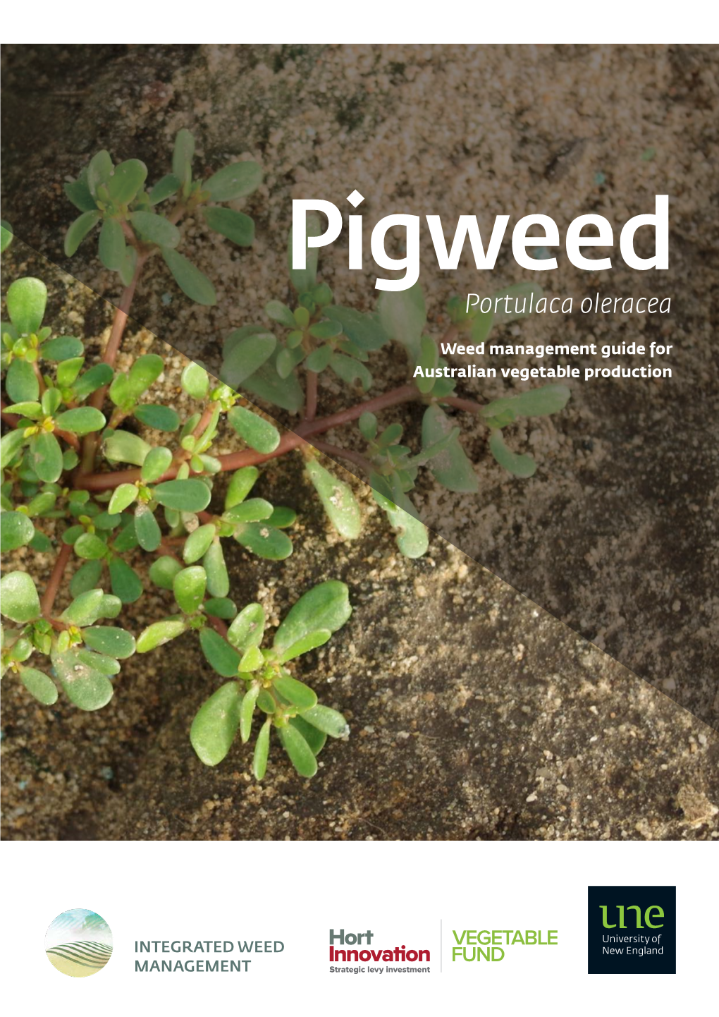 Pigweed (Portulaca Oleracea) Is an Annual, Succulent Herb