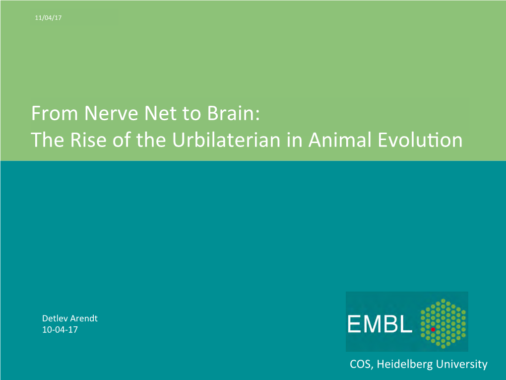 From Nerve Net to Brain: the Rise of the Urbilaterian in Animal Evolu�On
