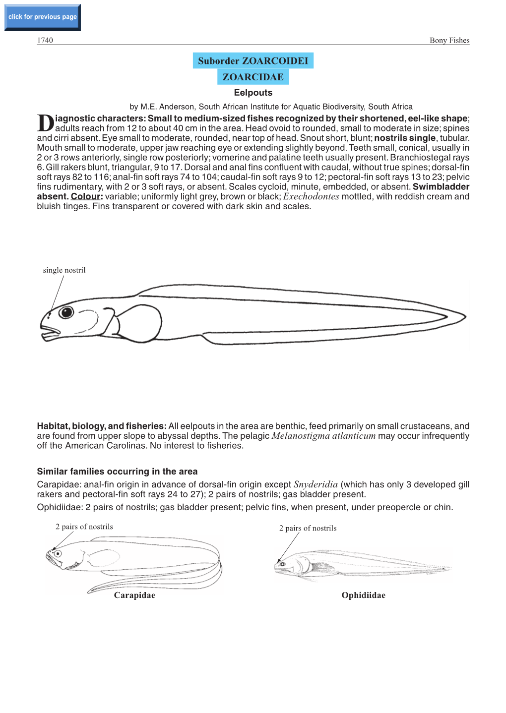 Suborder ZOARCOIDEI ZOARCIDAE Eelpouts by M.E