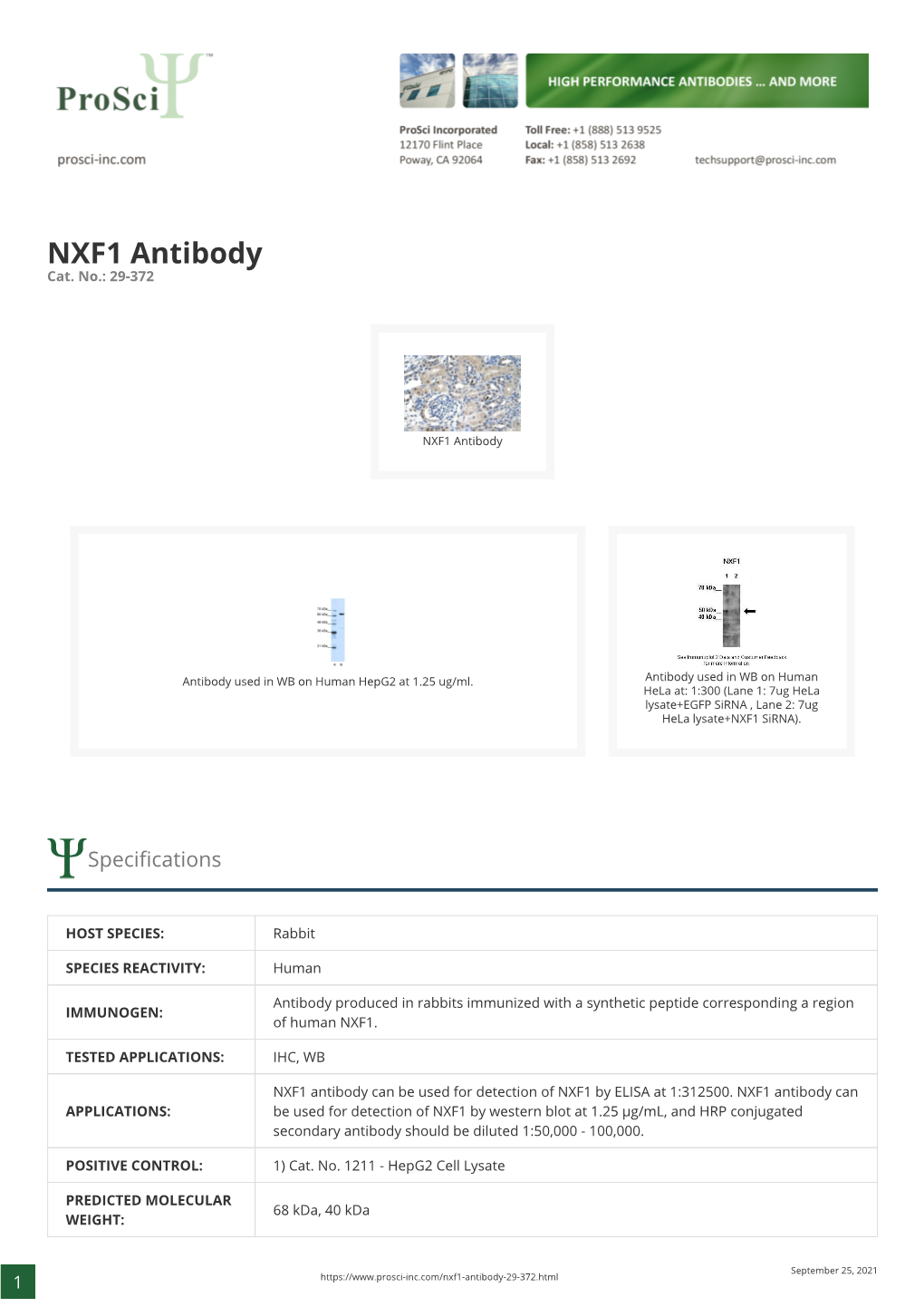 NXF1 Antibody Cat