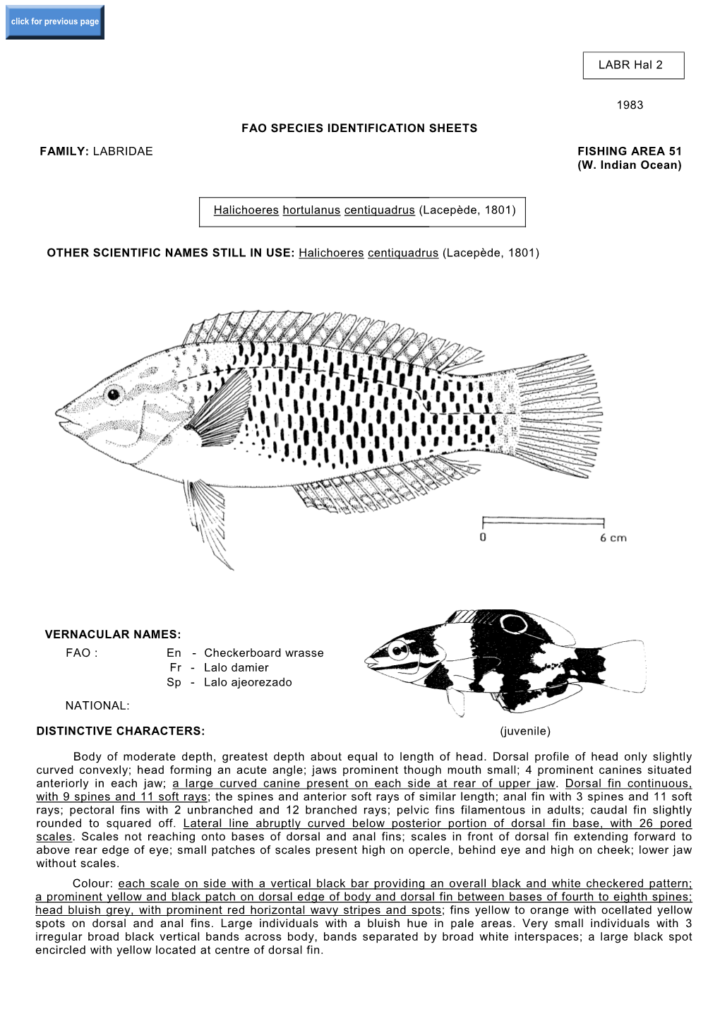 LABR Hal 2 1983 FAO SPECIES IDENTIFICATION SHEETS FAMILY: LABRIDAE FISHING AREA 51 (W. Indian Ocean) Halichoeres Hortulanus Cent