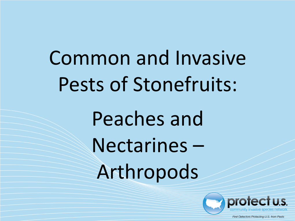 Common and Invasive Pests of Stonefruits: Peaches and Nectarines – Arthropods Tree in Leaf Background Tree in Bloom