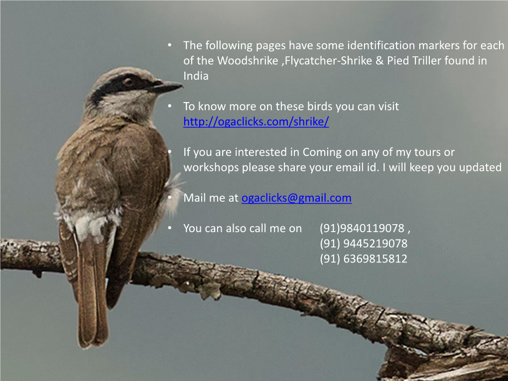 • the Following Pages Have Some Identification Markers for Each of the Woodshrike ,Flycatcher-Shrike & Pied Triller Found in India