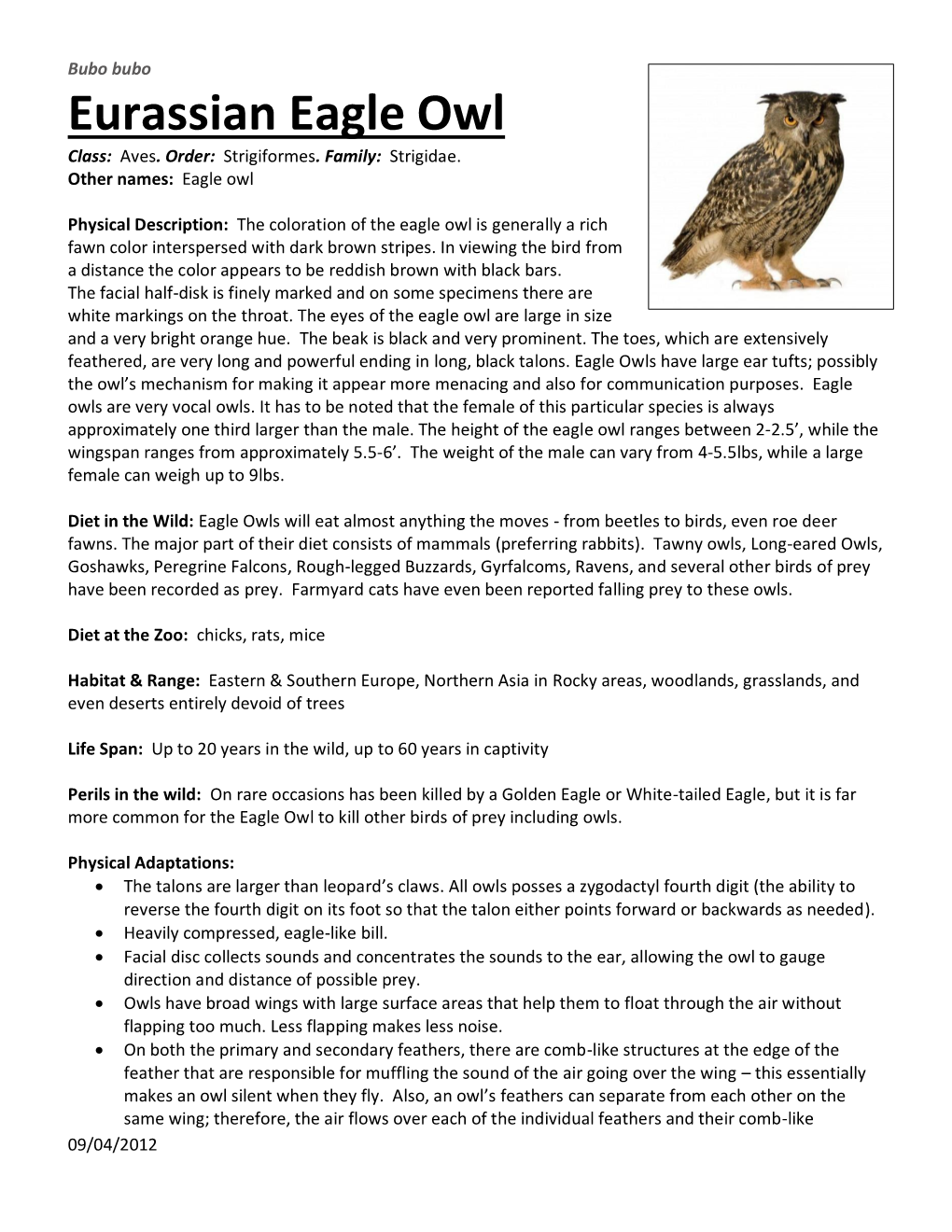 Eurassian Eagle Owl Class: Aves