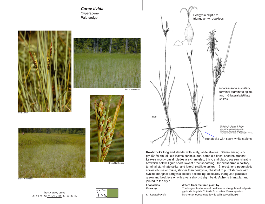 Carex Livida Cyperaceae Perigynia Elliptic to Pale Sedge Triangular, +/- Beakless