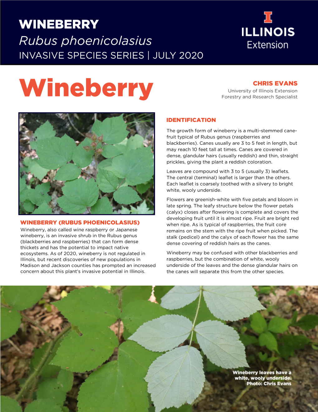 Rubus Phoenicolasius INVASIVE SPECIES SERIES | JULY 2020