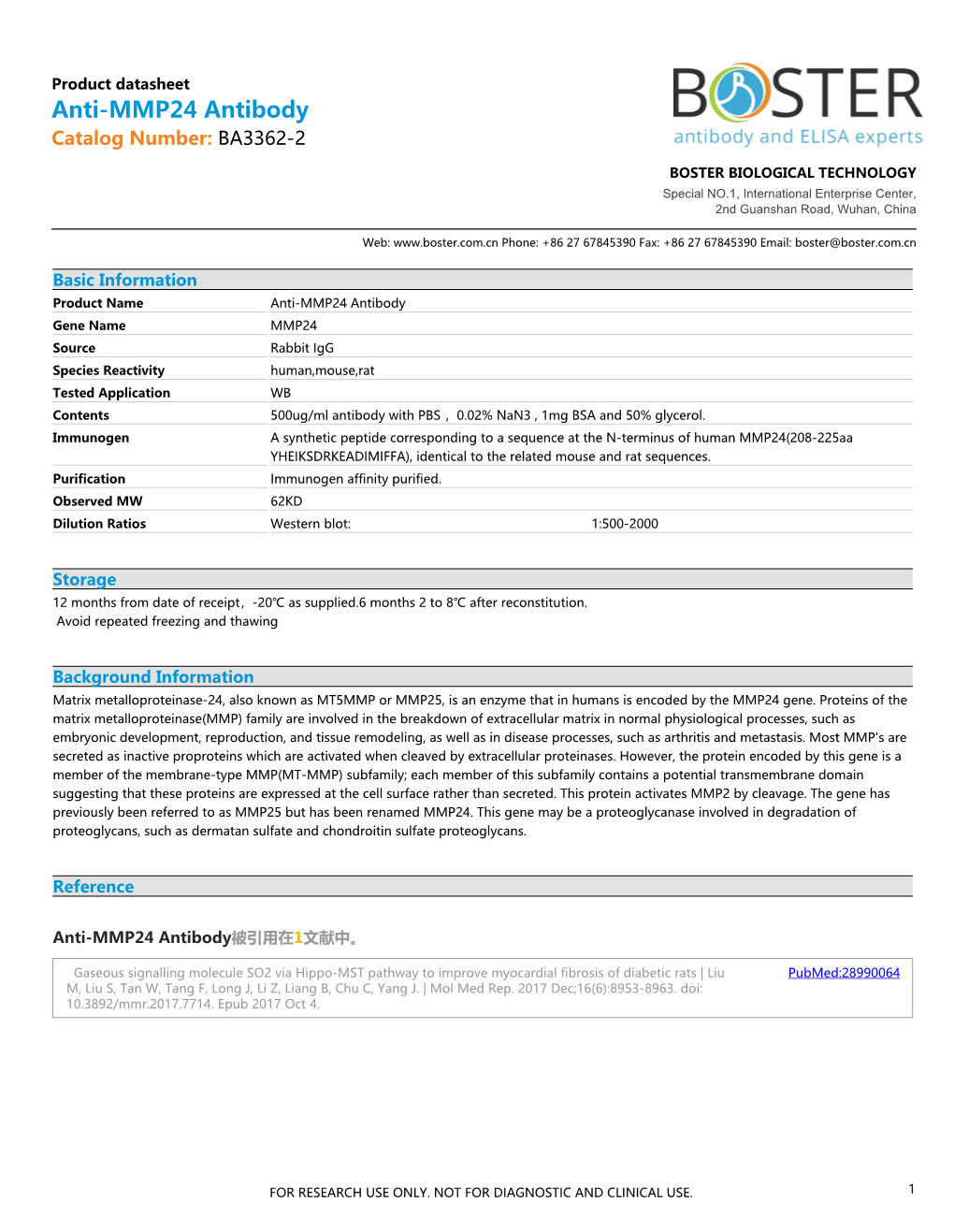 Datasheet BA3362-2 Anti-MMP24 Antibody