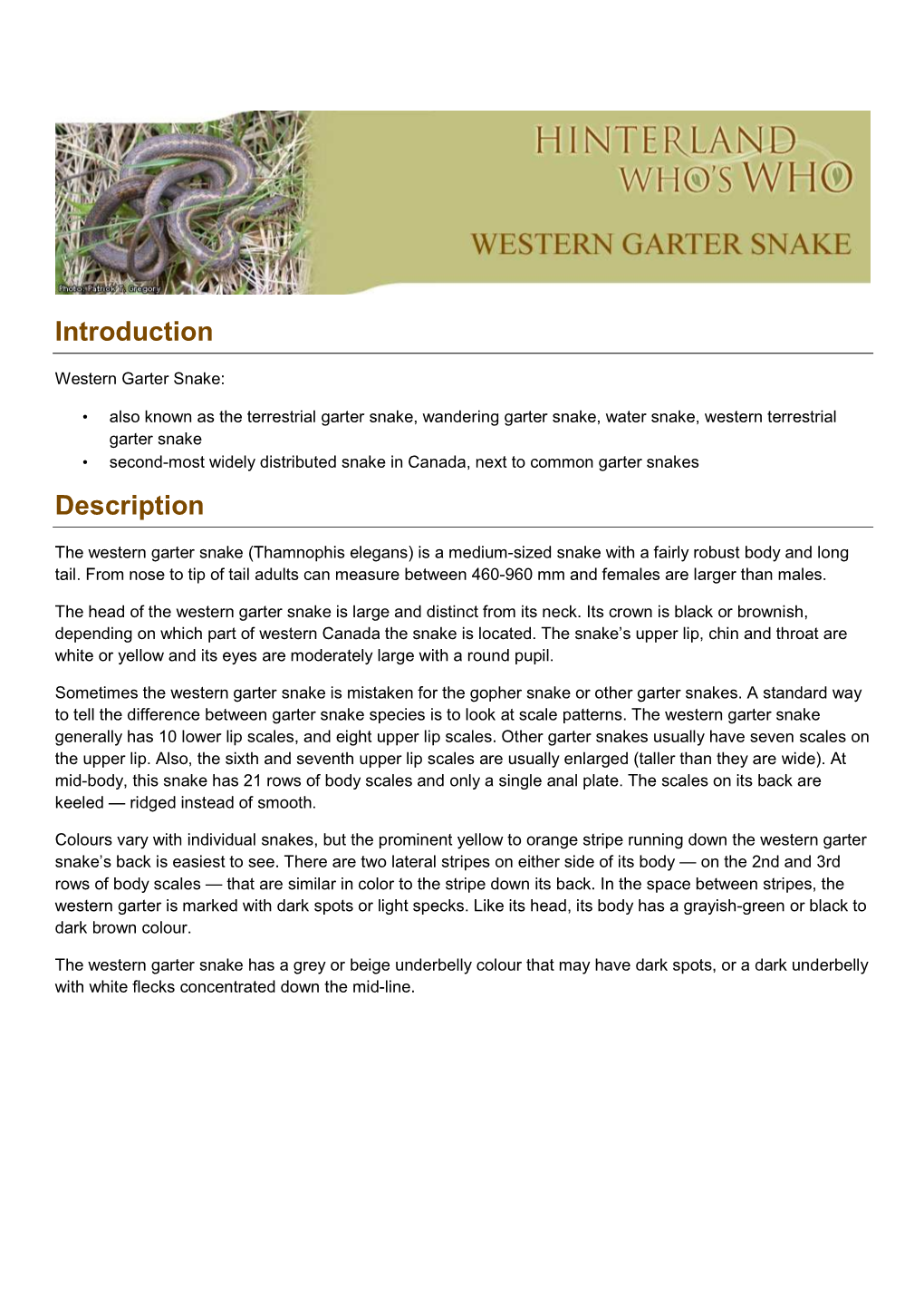 Western Garter Snake