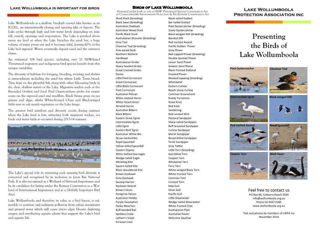 Birds of Lake Wollumboola