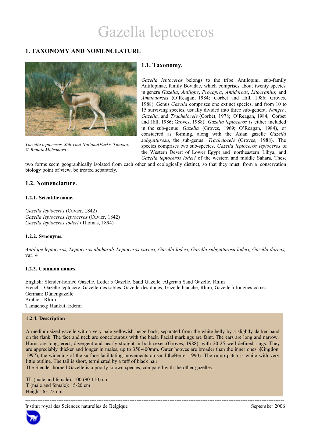 Gazella Leptoceros