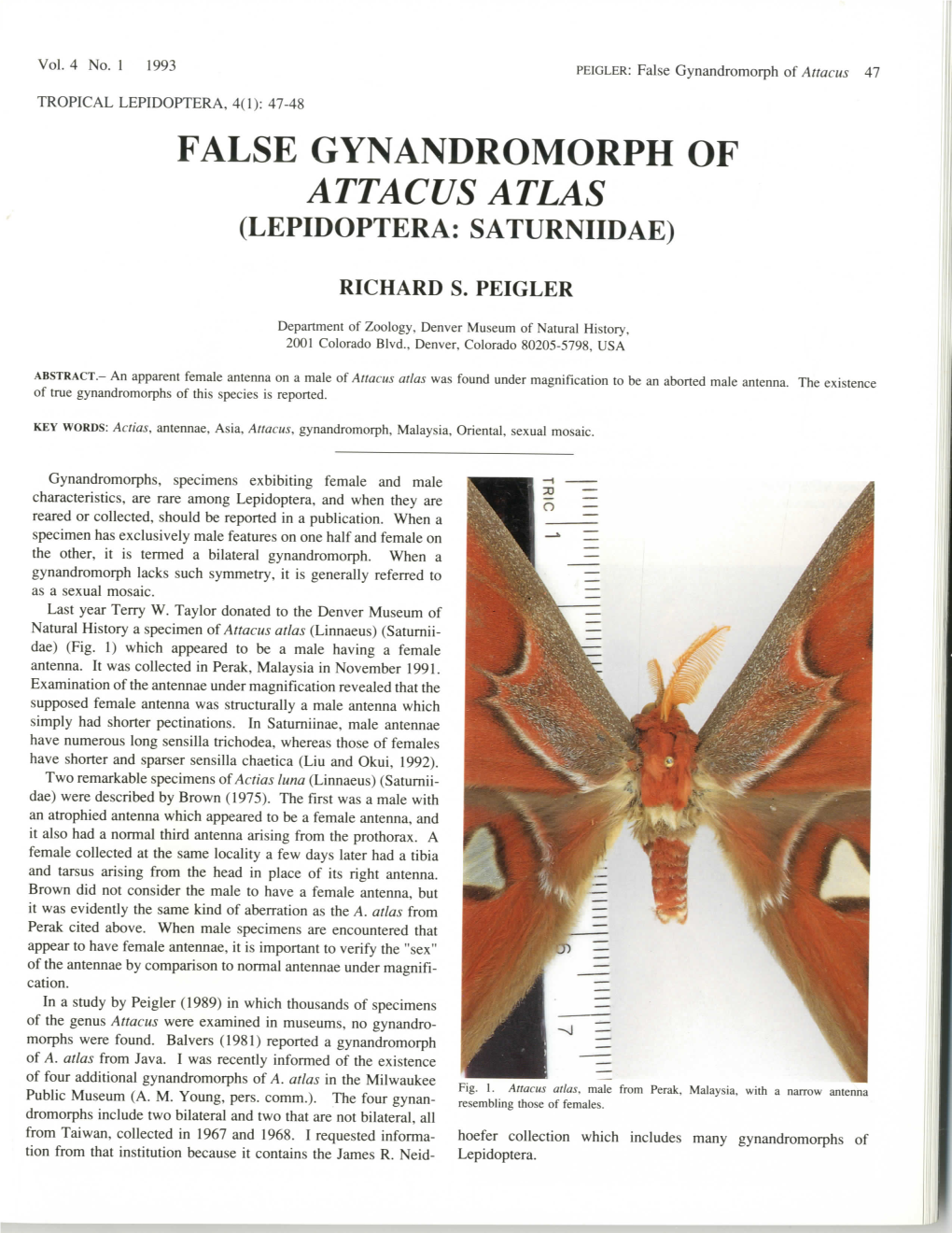 False Gynandromorph of Attacus Atlas (Lepidoptera: Saturniidae)