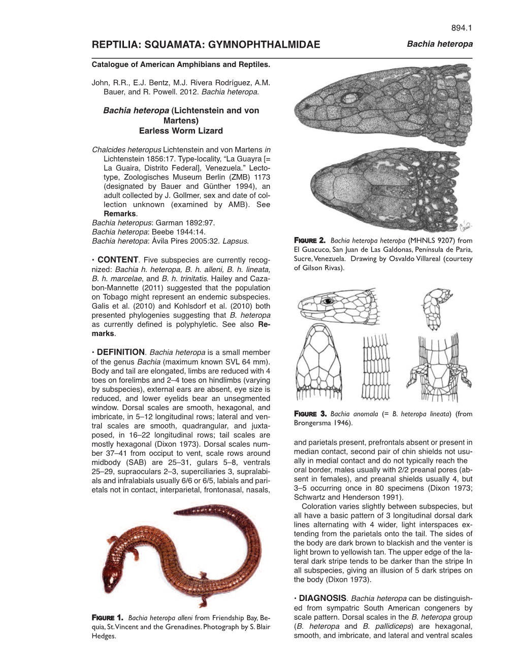 REPTILIA: SQUAMATA: GYMNOPHTHALMIDAE Bachia Heteropa