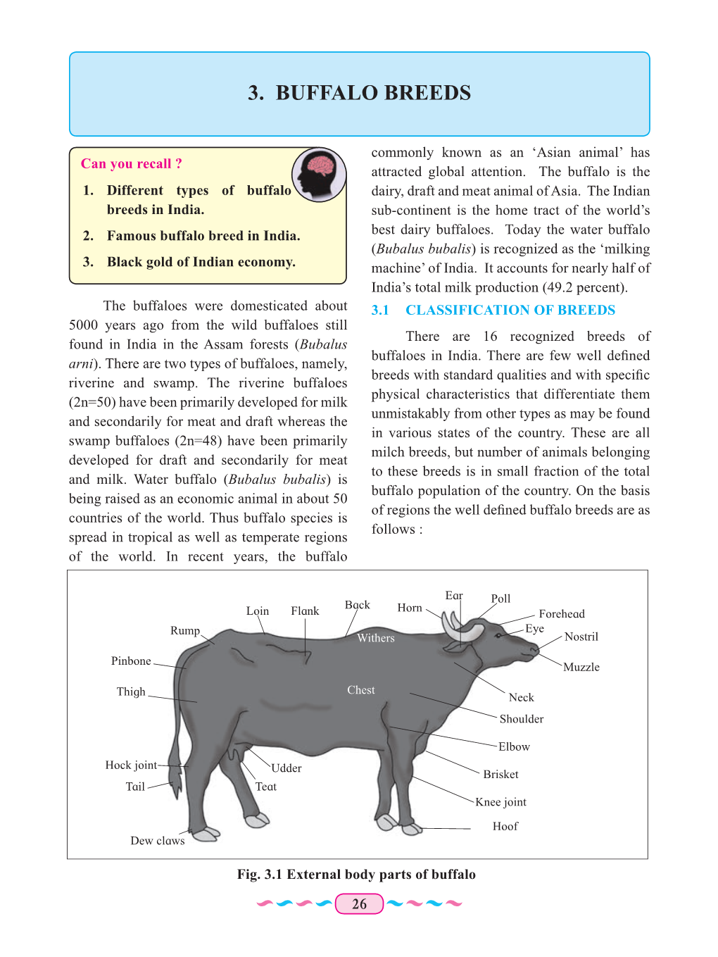 3. Buffalo Breeds