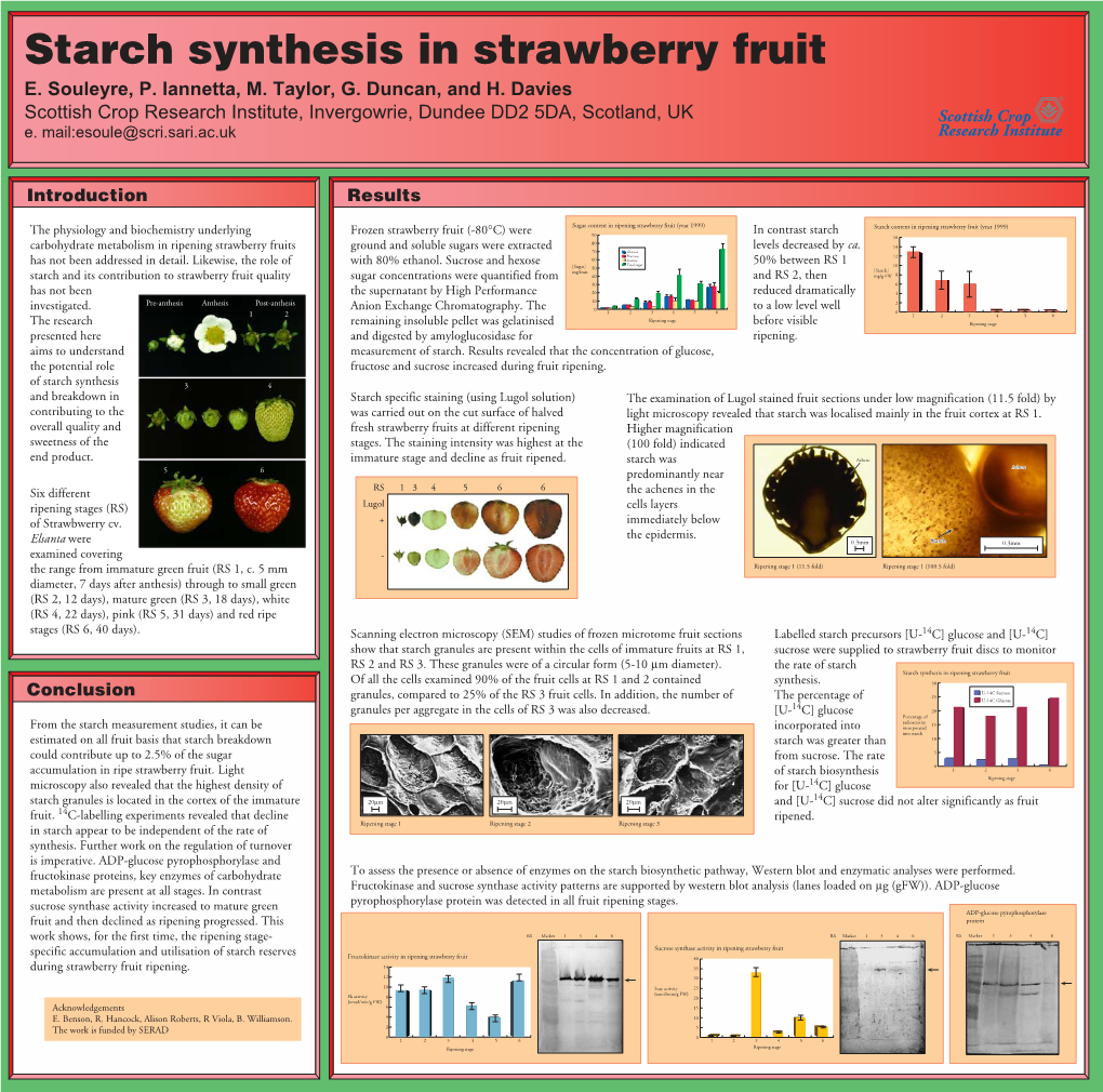 Starch Synthesis in Strawberry Fruit