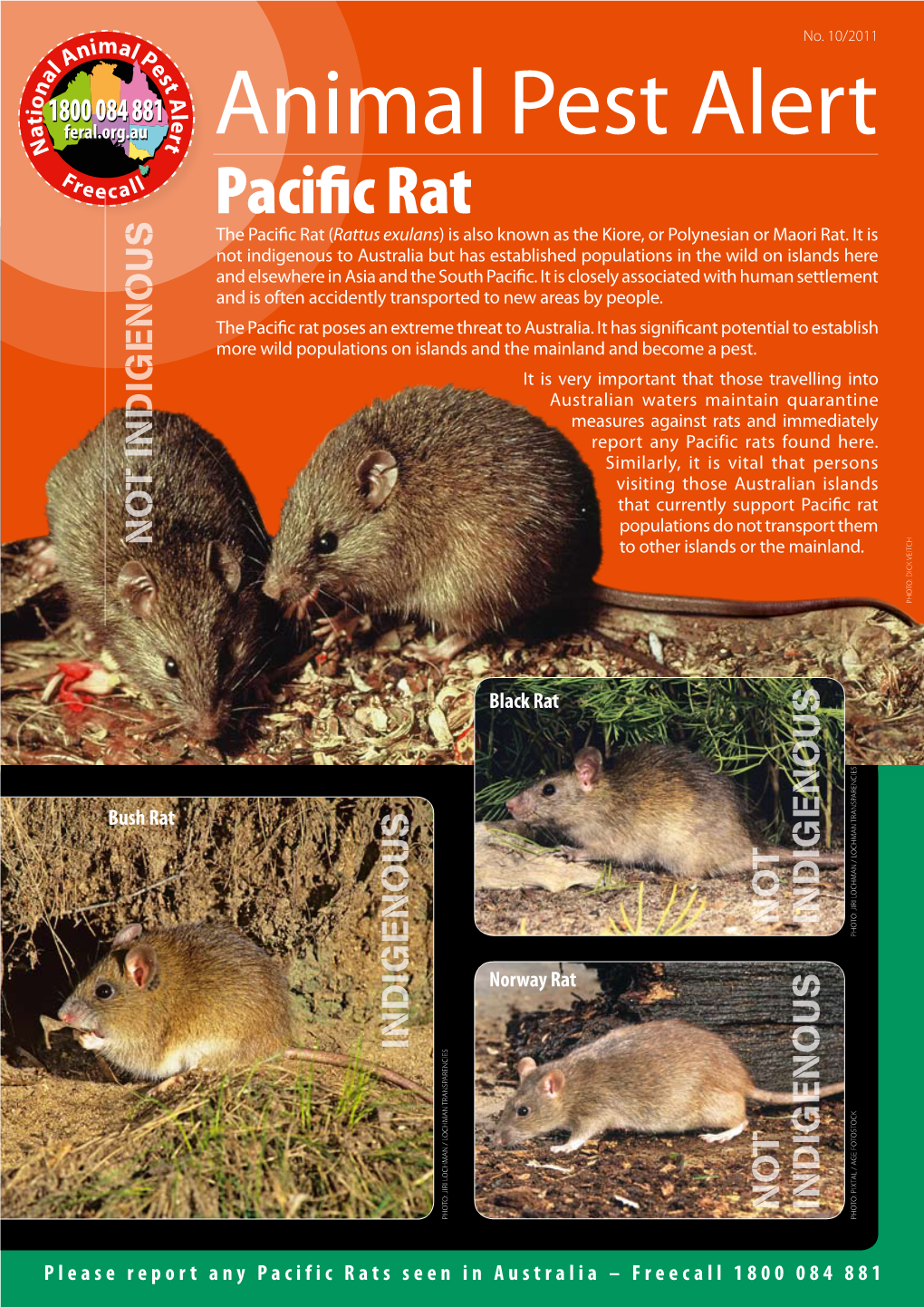 Pacific Rat the Pacific Rat (Rattus Exulans) Is Also Known As the Kiore, Or Polynesian Or Maori Rat