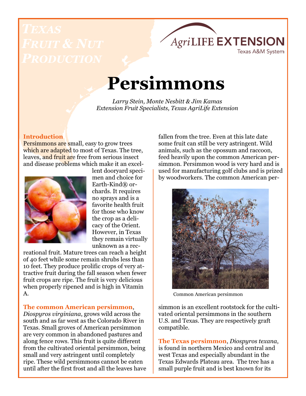 Persimmons Larry Stein, Monte Nesbitt & Jim Kamas Extension Fruit Specialists, Texas Agrilife Extension