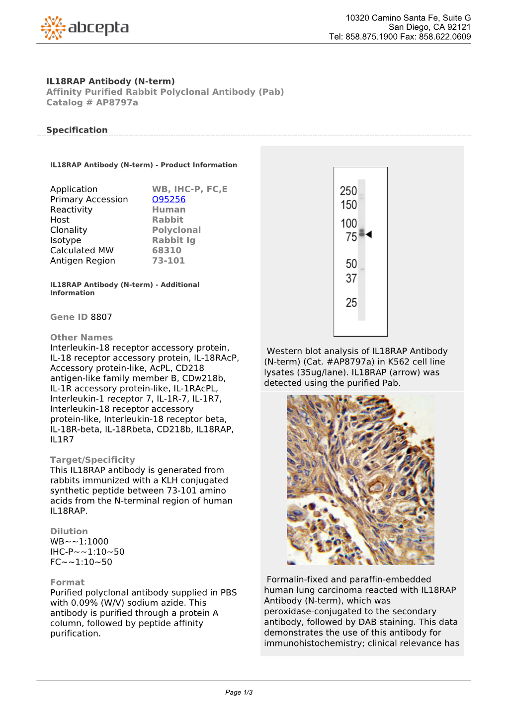 IL18RAP Antibody (N-Term) Affinity Purified Rabbit Polyclonal Antibody (Pab) Catalog # Ap8797a