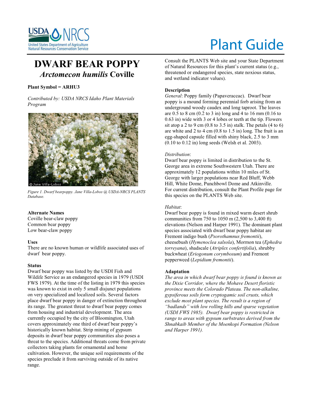 Dwarf Bearpoppy (Arctomecon Humilis) Plant Guide