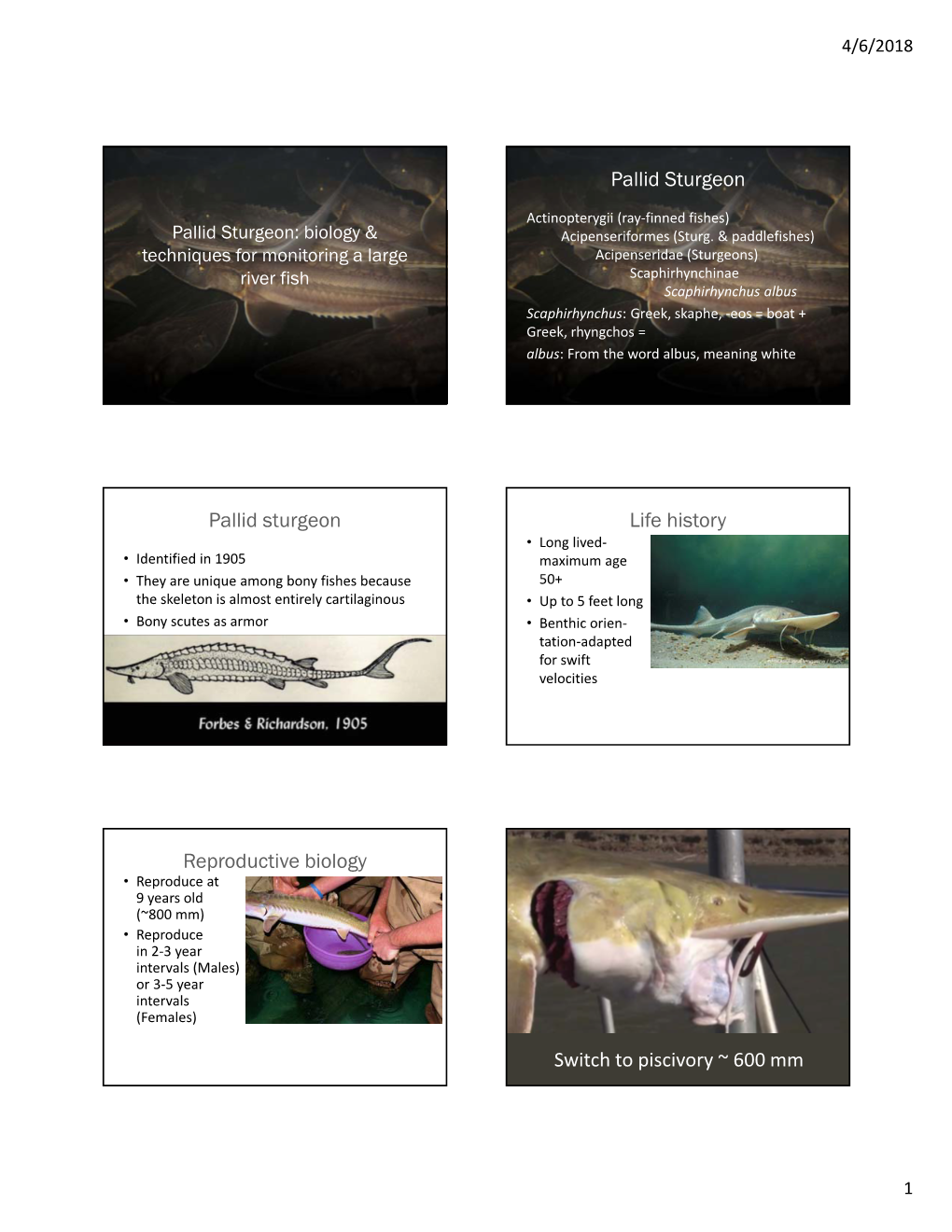 Pallid Sturgeon Pallid Sturgeon Life History Reproductive Biology Switch