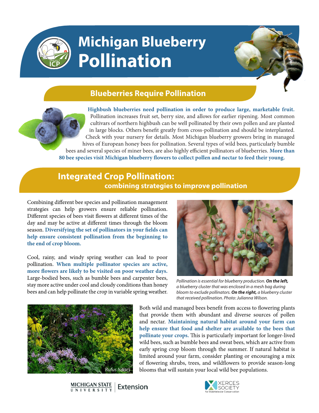 Michigan Blueberry Pollination