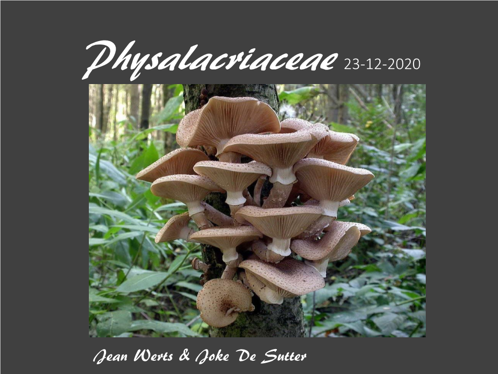 Physalacriaceae 23-12-2020