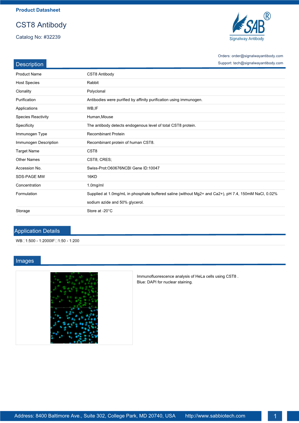 CST8 Antibody