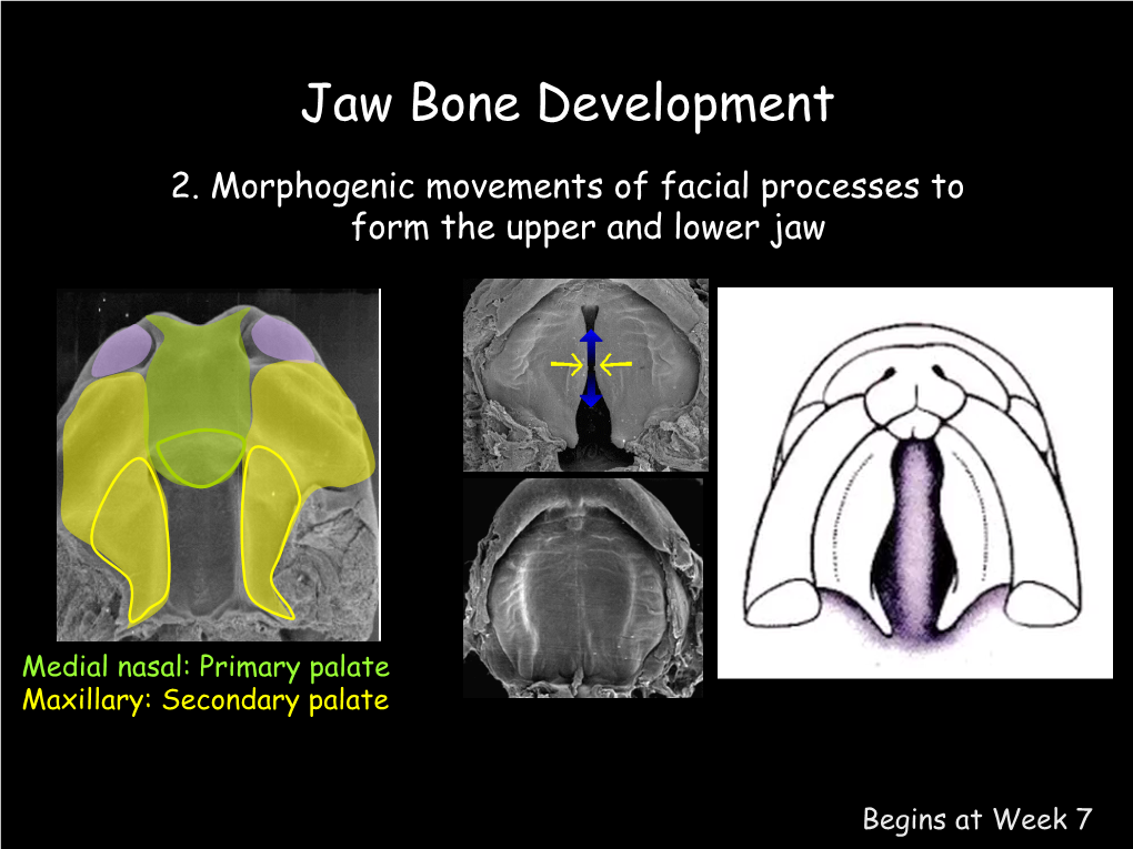 Jaw Bone Development