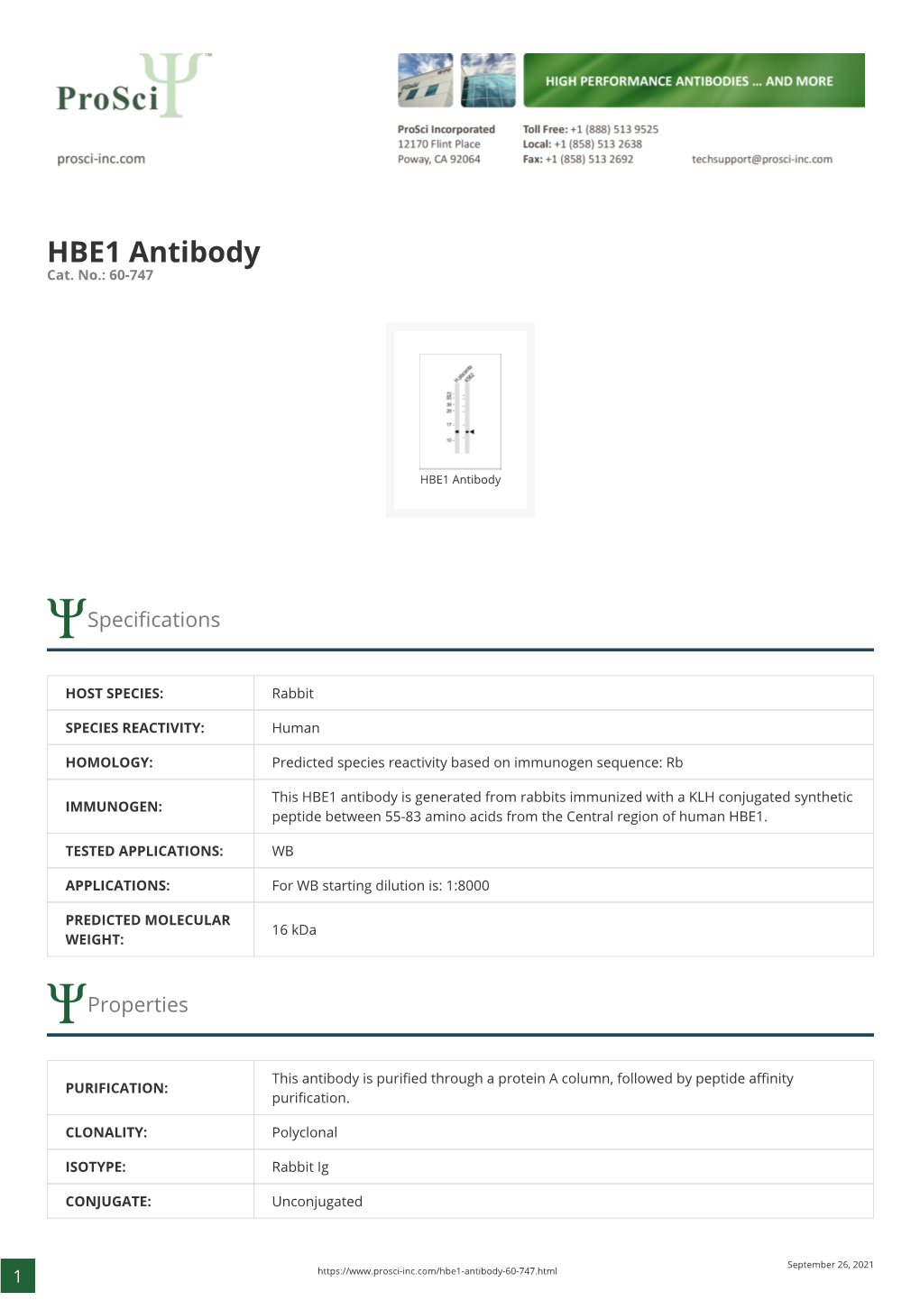 HBE1 Antibody Cat