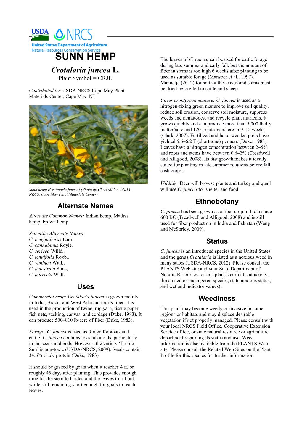 Sunn Hemp (Crotalaria Juncea) Plant Guide