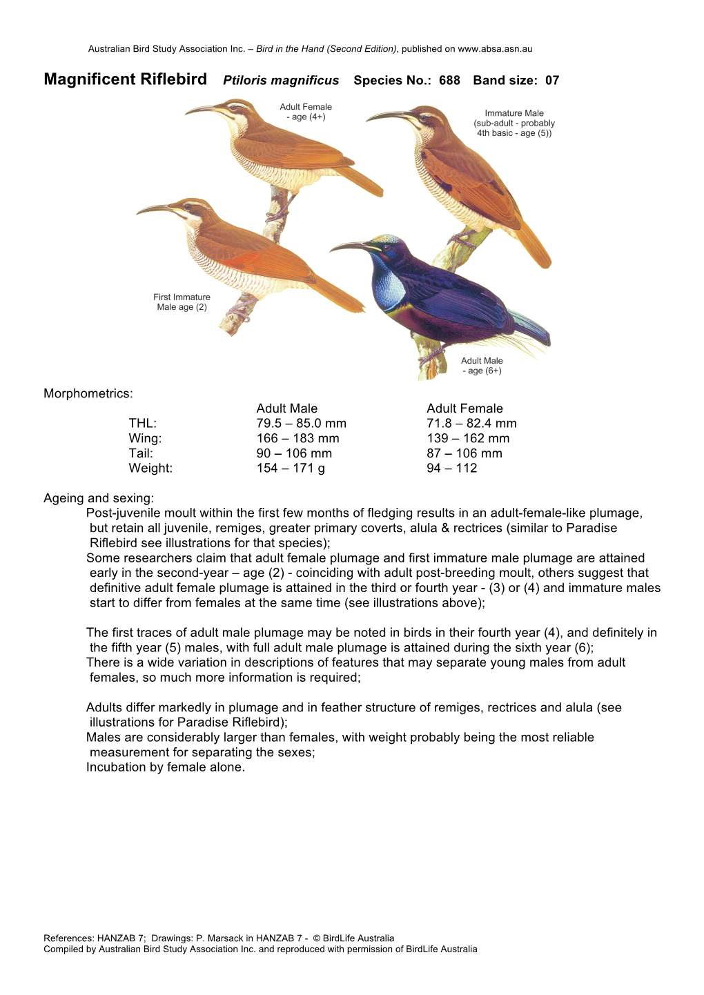 Magnificent Riflebird Ptiloris Magnificus Species No.: 688 Band Size: 07