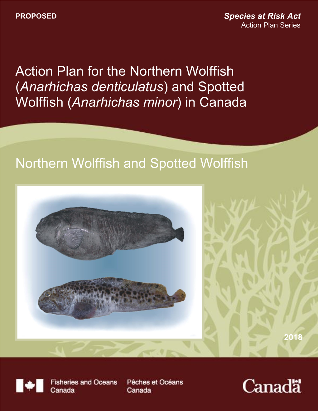 Action Plan for the Northern Wolffish (Anarhichas Denticulatus) and Spotted Wolffish (Anarhichas Minor) in Canada