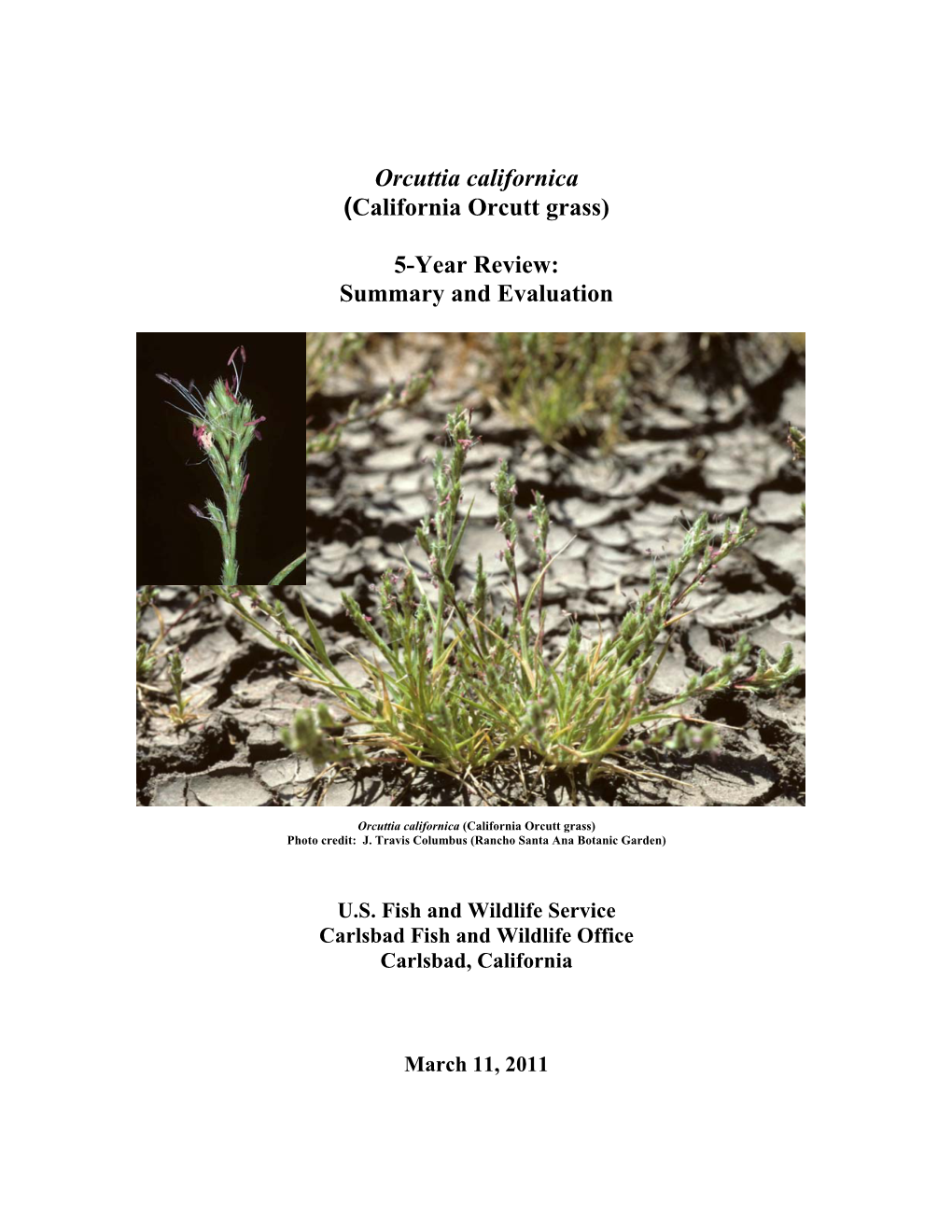 Orcuttia Californica (California Orcutt Grass) 5-Year Review