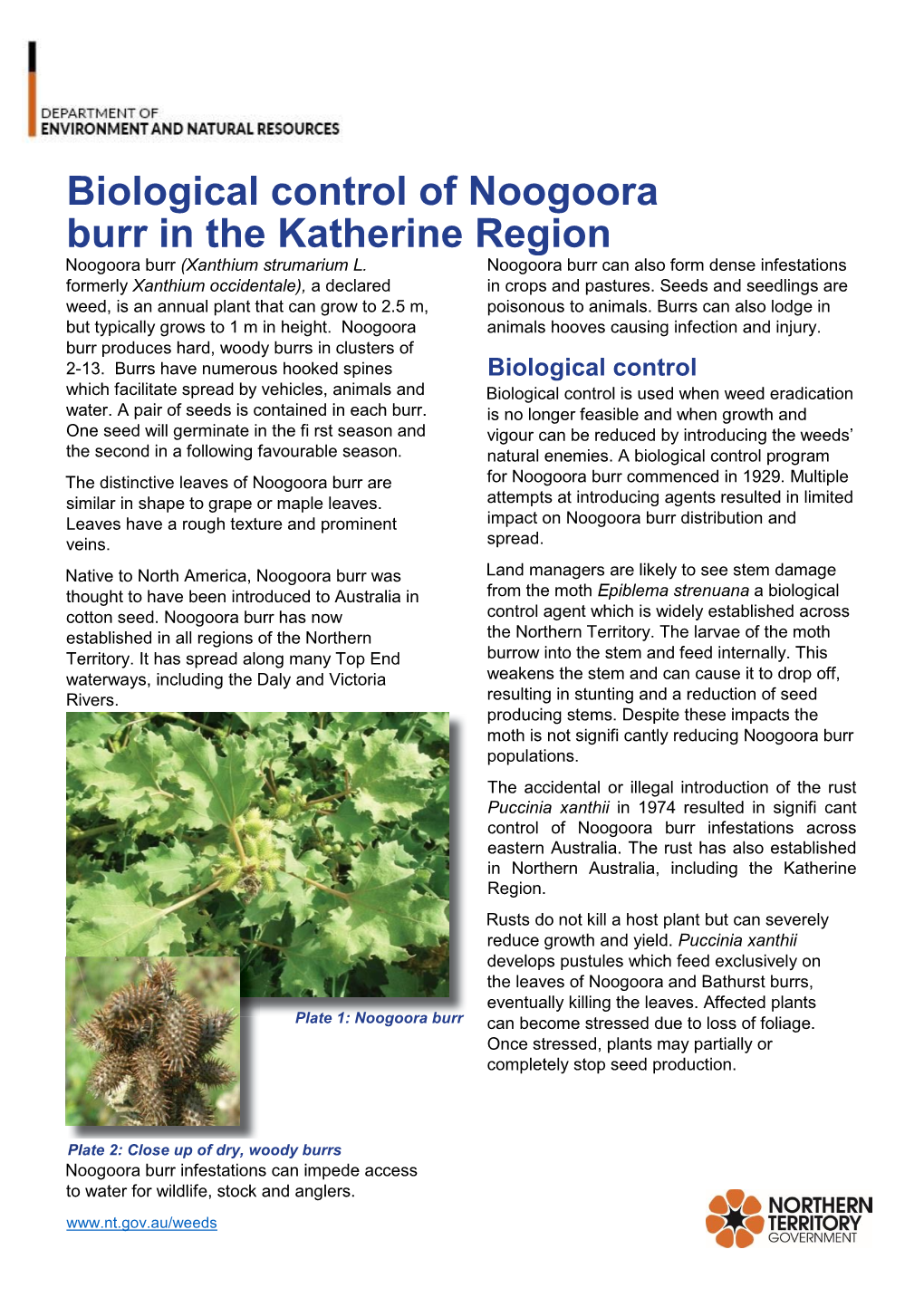 Biological Control of Noogoora Burr in the Katherine Region Noogoora Burr (Xanthium Strumarium L