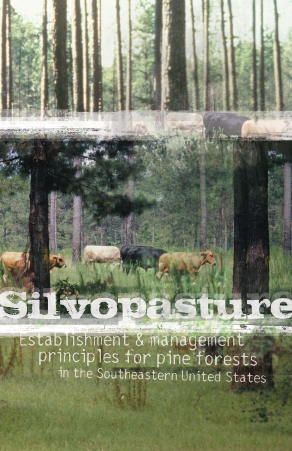 Establishment & Management Principles for Pine Forests In