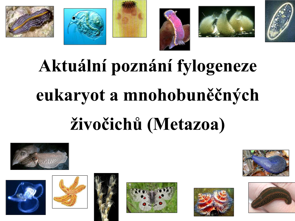 Bazální Mnohobuněční (Metazoa) - Fylogeneze